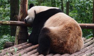 四川大熊猫基地