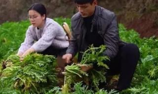 乡村守护人 乡村守护人