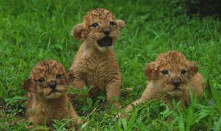 深圳动物园门票团购