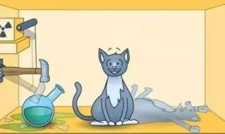 薛定谔的猫是什么