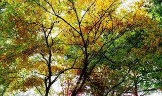 在深秋歌词 在深秋歌词