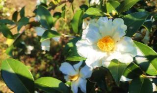 油茶籽油多少钱一斤