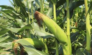 玉米几什么意思 玉米几什么意思