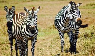 班马是白条纹的黑马 班马是白条纹的黑马