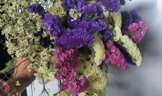 送你一朵勿忘我 送你一朵勿忘我