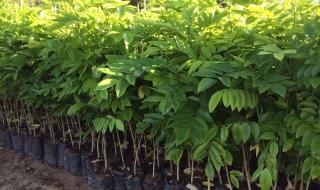 海南黄花梨树苗价格 海南黄花梨树苗价格