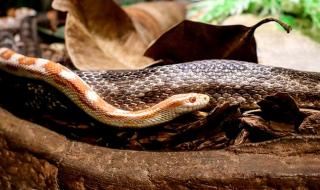 毒蛇的毒牙一般长在