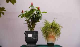 青州花卉博览会