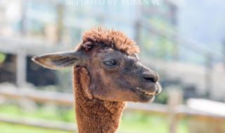 重庆野生动物园 重庆野生动物园