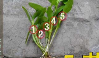 金钗石斛多少钱一斤 金钗石斛多少钱一斤