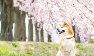 岁月无恙什么意思