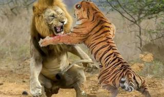 真正的万兽之王是谁 真正的万兽之王是谁