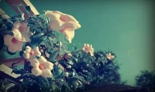 枕着你的名字入睡 枕着你的名字入睡